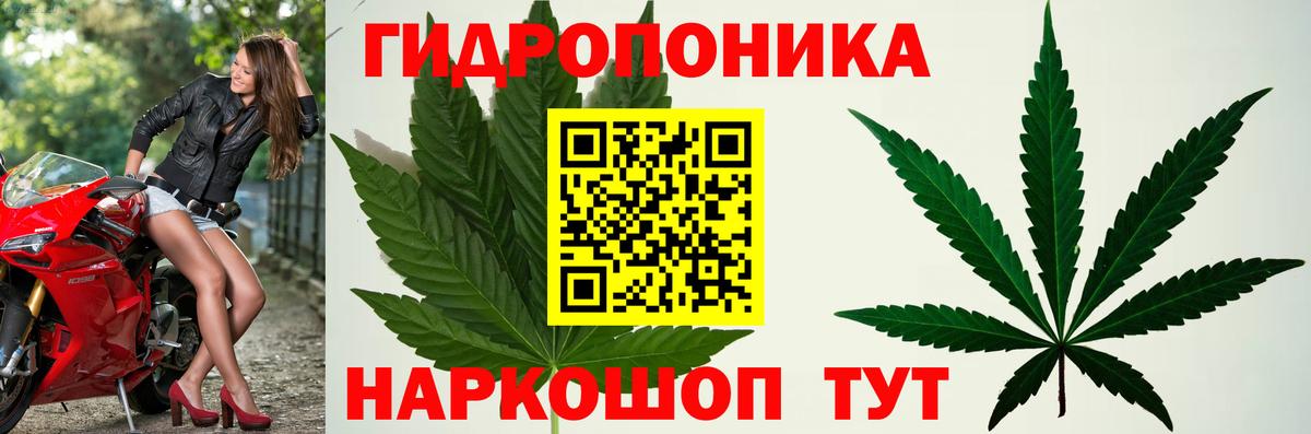 Шишки марихуана конопля Элиста